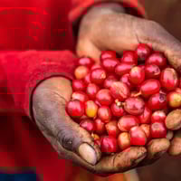 African Coffee Roaster Value